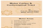 C 55 Motor Cortex & Corticospinal Tract