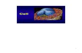 Medical Histology - Non Membrane Organelle - Cytoskeleton Cilia