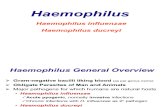 Haemophilus Etc, Yersinia Etc.