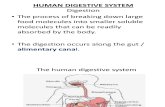 Human Digestive System Notes