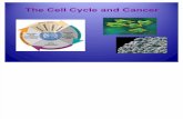 The Cell Cycle and Cancer 2011