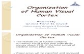 Organization of Human Visual Cortex
