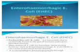 Enterohaemorrhagic E. Coli (EHEC)