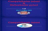 Campylobacters, and  Helicobacter-