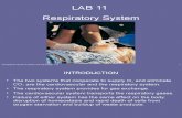 Lab 11 Respiration Mammalian Physiology