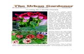 The Urban Gardener No 29