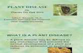Diseases of various Plants