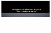 SCI 256 Biogeochemical Cycle(Nitrogen cycle) WeeKII