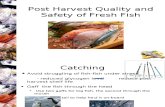 Post Harvest Quality and Safety of Fresh Fish