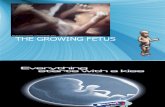The Growing Fetus
