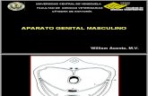 Sistema Genital Masculino Prof William Acosta