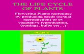 Life Cycle Plant