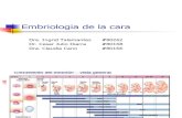 Embriologia de La Cara1042 Ppt Share)