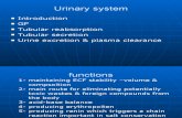Physiology, Lecture 6, Urinary System