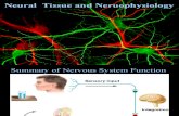Nervous System Fundamentals