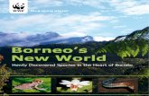 Borneo’s New World: Newly Discovered Species in the Heart of Borneo