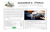 April 2009 Gambel's Tales Newsletter Sonoran Audubon Society