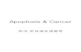 Apoptosis & Cancer