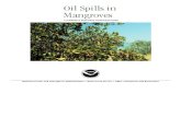 Oil Spills in Mangroves