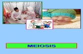 4 Science 1 RPK Meiosis