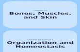 10-1 Organization and Homeostasis Web Version