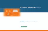 Bulletin 2895 Protein Blotting Guide