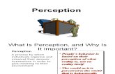 What is Perception, And Why is It Important?