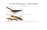 Common Birds