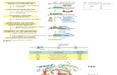 tarnscription  RNA POLYMERASE