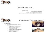 Module 14 Eq Dz IV[1]