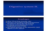 Digestive System 2 histology