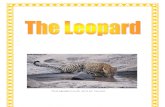 Leopard Fact Book by Donnette E Davis, St Aiden's Homeschool, South Africa