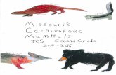 Second Grade Missouri's Carnivorous Mammals (2015)