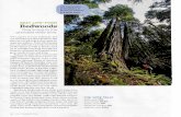 Redwoods voted best life form
