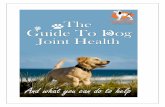 The Guide To Dog Joint Health