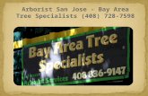Arborist Palo Alto - Bay Area Tree Specialists (408) 728-7598