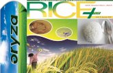 10th september,2015 daily exclusive oryza rice e newsletter by riceplus magazine
