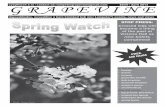 Lampeter Grapevine Issue 8 Apr 2013