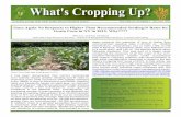 What's Cropping Up? Volume 26, Number 1 - January/February