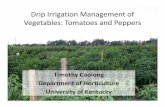 Drip Irrigation Management of Vegetables: Tomatoes and Peppers