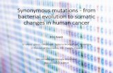 Synonymous mutations - from bacterial evolution to somatic ...