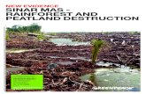 sinar mas - rainforest and peatland destruction - Greenpeace