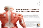 The Fascial System Is a Sensory Organ