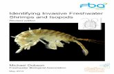 Identifying Invasive Freshwater Shrimps and Isopods Revised Edition