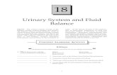 Urinary System and Fluid Balance
