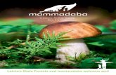 Latvia′s State Forests and mammadaba welcome you!