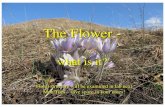 The Flower -