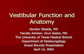 Vestibular Function and Anatomy