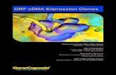 ORF cDNA Expression Clones