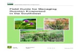 Field Guide for Managing Russian Knapweed in the Southwest